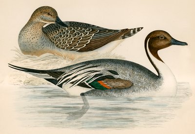 Pintail Duck by Beverley R. Morris